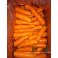 fresh carrot